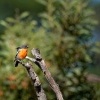 Lejscik ohnivy - Petroica phoenicea - Flame Robin o8067